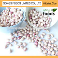 Products of the light beans you can import from china